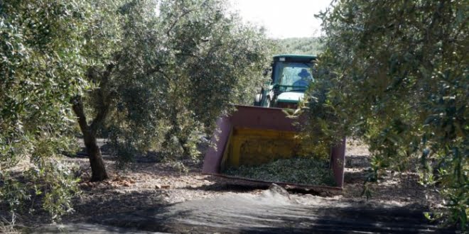 La falta de mano de obra deja sin recoger parte de la cosecha de aceituna en la sierra cordobesa