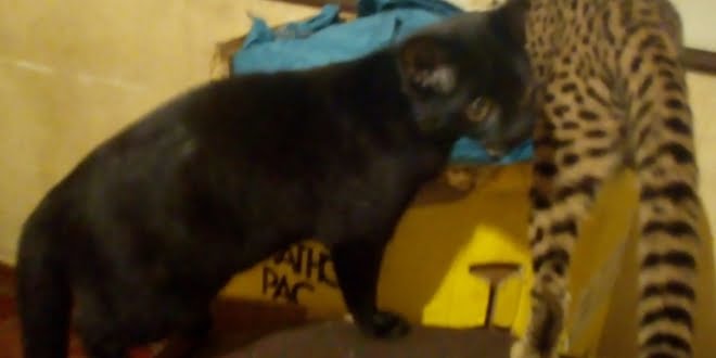 Vecinos se alertaron por la aparición de un puma