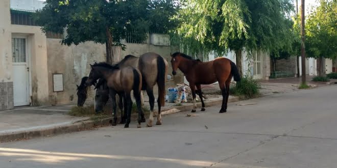  Presentan proyecto para el control de los caballos sueltos en la calle