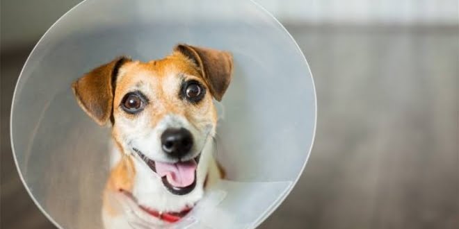 Nuevo número para la castración de animales