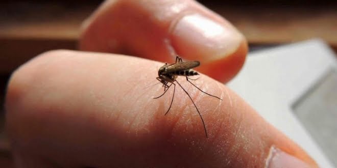 Dengue: récord histórico en el país con más de 54 mil casos