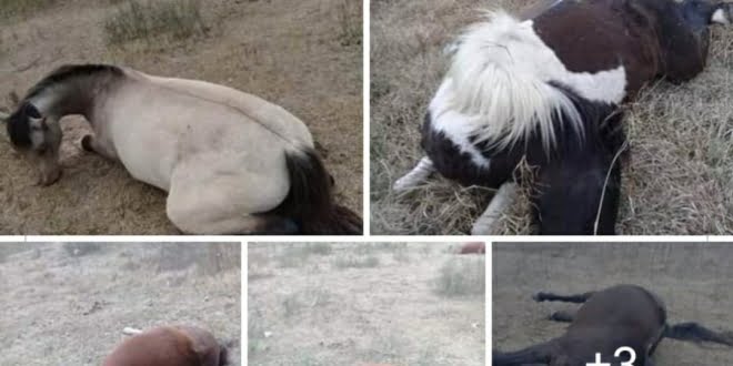 Denuncian matanza de caballos en la zona rural de Frontera
