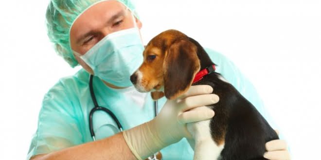 Brinkmann: El Municipio firmó convenio con Veterinarios para “Programa de Castraciones y Vacunación”