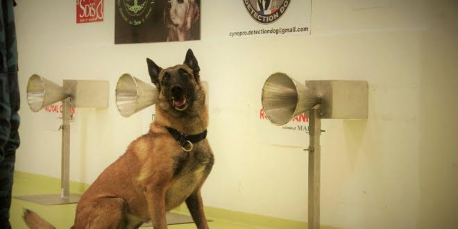 La UBA entrena perros para detectar coronavirus a través del olfato