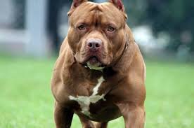 Una mujer fue atacada por un perro pitbull
