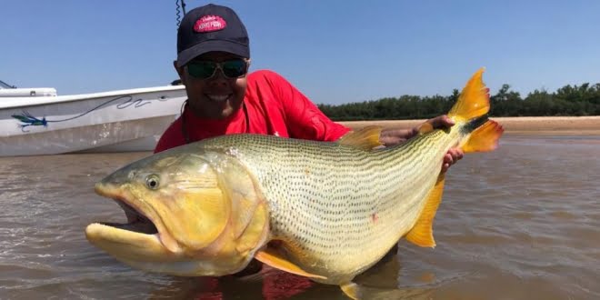 Guía del interior de Corrientes pescó un dorado gigante y lo devolvió al río Paraná