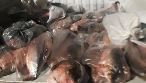 Incautan un yacaré vivo y pescados