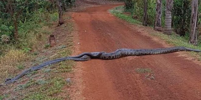  Una anaconda ayudó a cruzar una ruta a otras serpientes