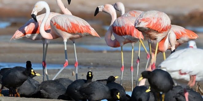  Morteros participará del Festival Internacional de Aves Migratorias