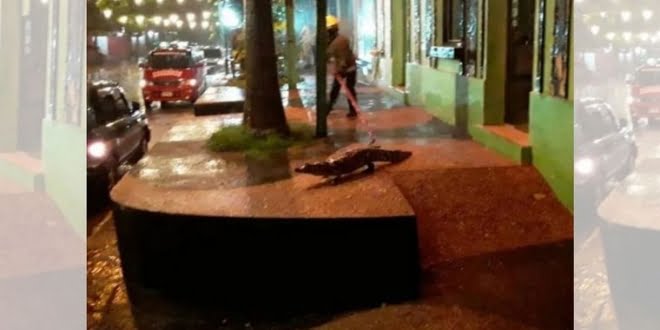 Caimanes de dos metros «invadieron» un shopping en Paraguay