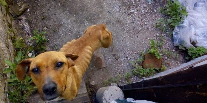 Arroyito: rescatan 11 perros en mal estado
