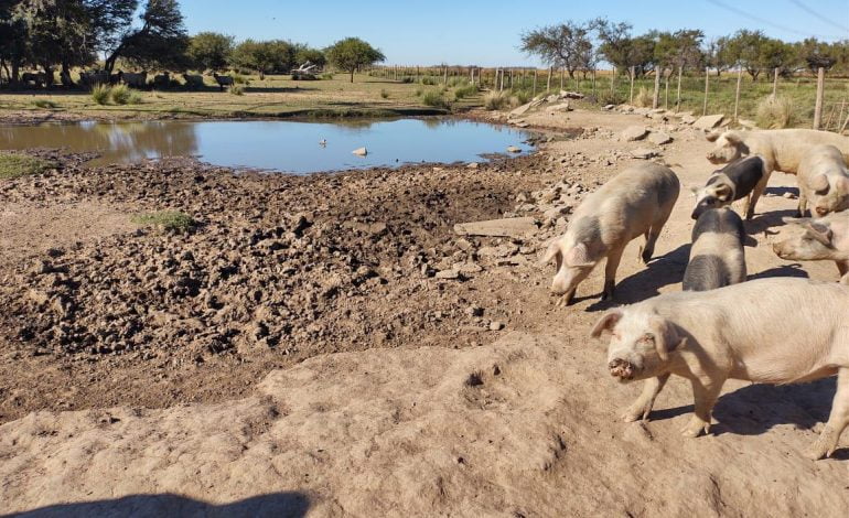 Alerta por brote de triquinosis en Santa María y Río Segundo