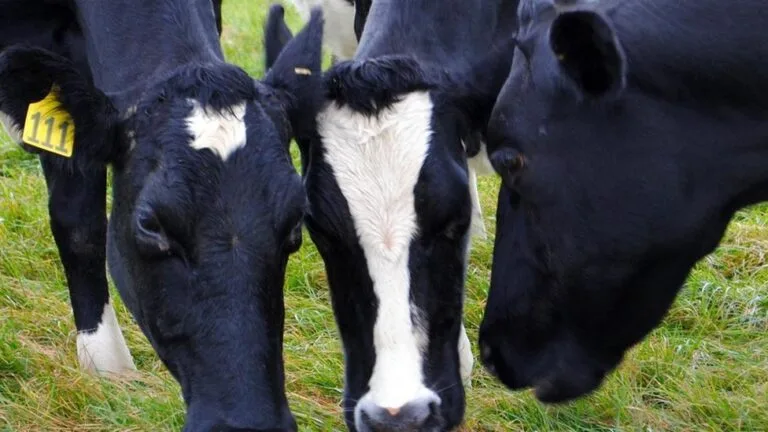 Brasil confirmó un caso de vaca loca y cerró sus exportaciones de carne a China