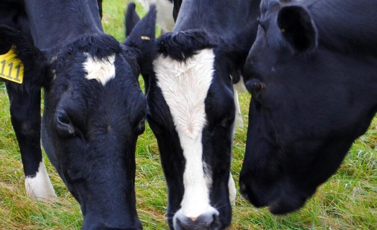  Brasil confirmó un caso de vaca loca y cerró sus exportaciones de carne a China