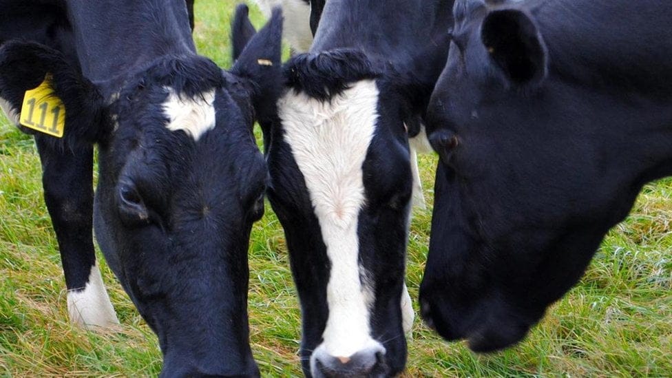 108602479 vacas4