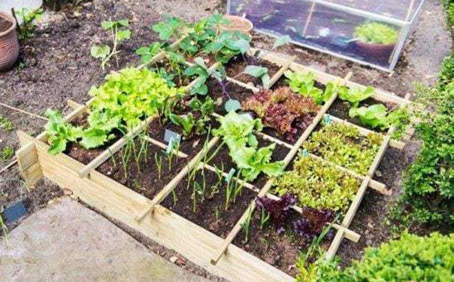 Devoto: pedido de semillas para «La Huerta en tu hogar»
