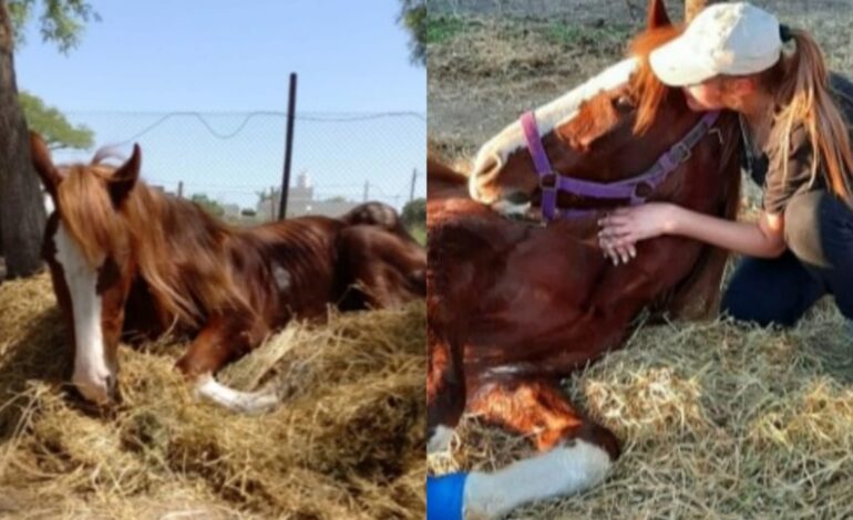  Bio Animalis busca personas para apadrinar caballos rescatados