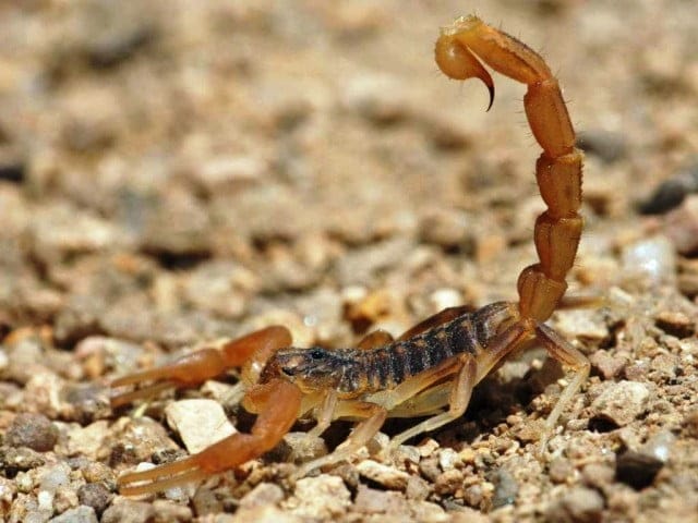 Alacran vga