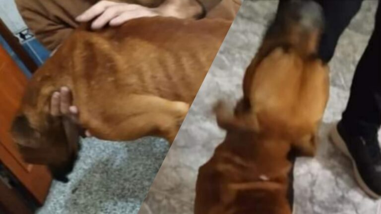 Rescataron a dos perros desnutridos en un allanamiento