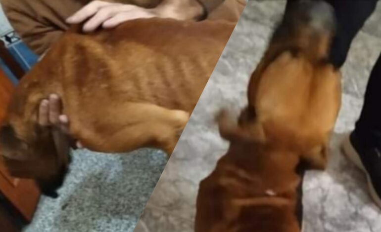  Rescataron a dos perros desnutridos en un allanamiento