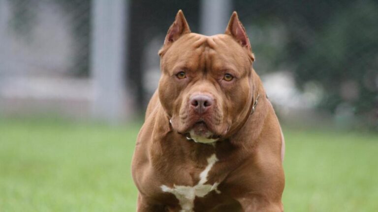 Dos perros pitbulls atacaron ferozmente a un vecino de Frontera