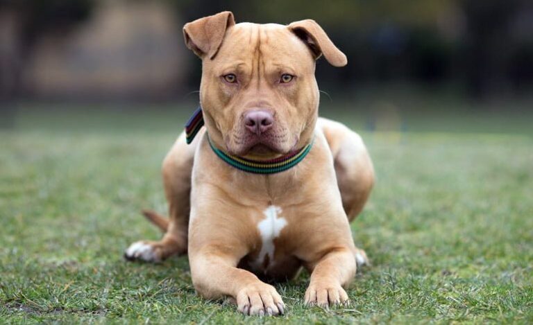 Un pitbull defendió a su dueño y corrió a tres delincuentes de su casa
