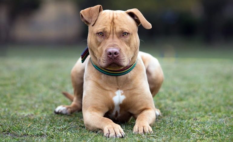 Perro pitbull esperando una orden 770x470