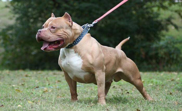 «Todos los ataques de perros hacia personas ocurren por una irresponsabilidad»