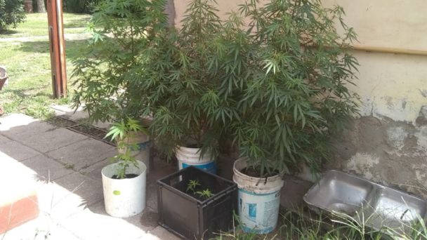 Buscaban una moto robada y encontraron plantas de cannabis listas para comercializar