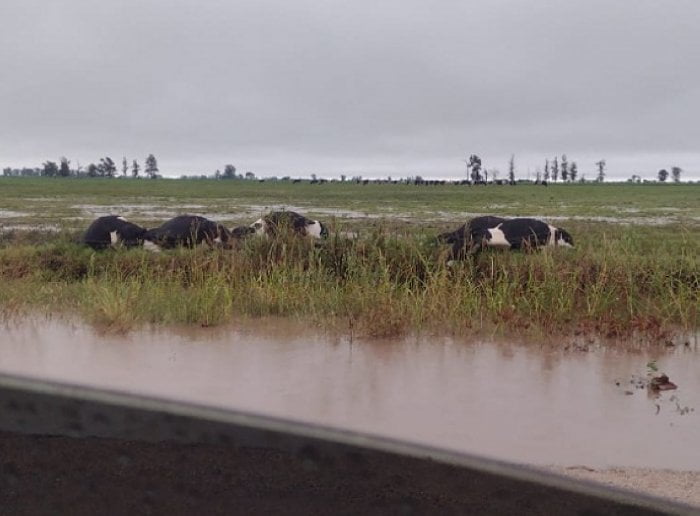 Vacas