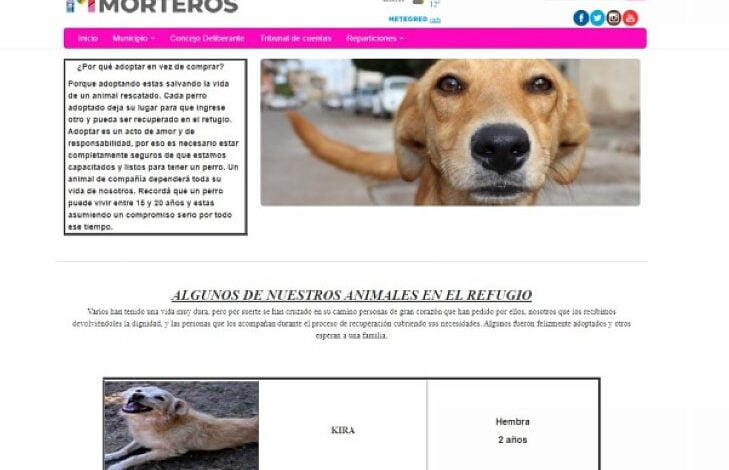  Morteros tendrá un sitio web para adoptar perros