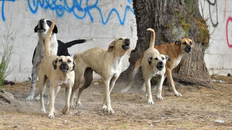 Polémica: ordenanza busca dejar perros salvajes en la calle