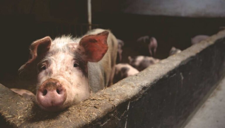 Detuvieron a un ladrón de chanchos