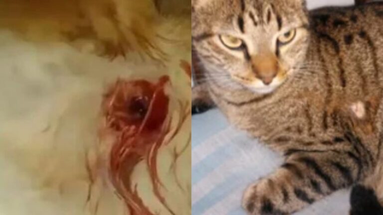 Hombre ataca a gatos con un rifle en barrio Sarmiento
