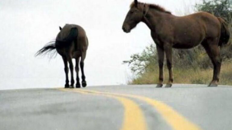 Automovilista resultó herido de gravedad tras cruzarse con caballos en plena autovía 19