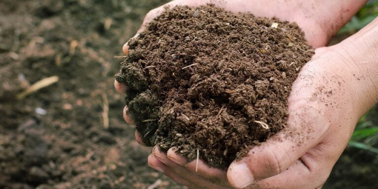 Compost Tour: taller de compostaje para el cuidado del ambiente