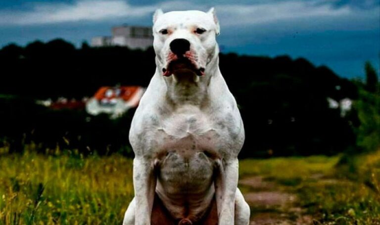 Un perro dogo atacó a tres menores de edad