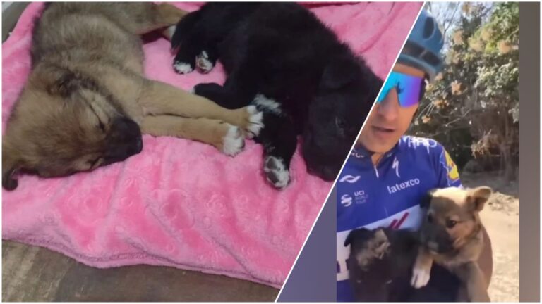 Un ciclista local encontró cachorros abandonados mientras andaba en bici