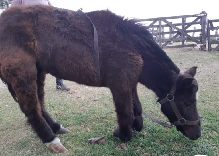 Violeta se suma a Fundación Bio Animalis