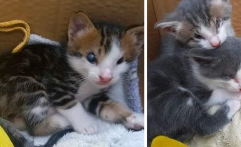  Abandonaron a gatitos ciegos y ahora piden ayuda para que sean adoptados