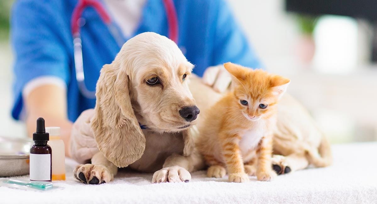 Vacunacion perro gatos