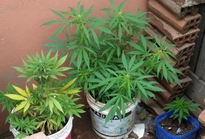 20487 marihuana plantas1