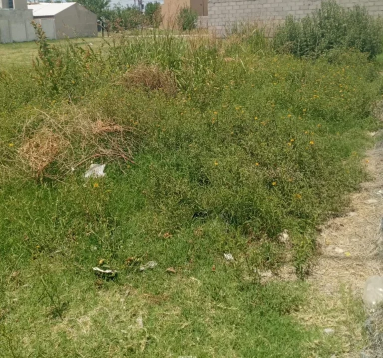 Municipalidad multará a los vecinos que nos desmalezen sus terrenos