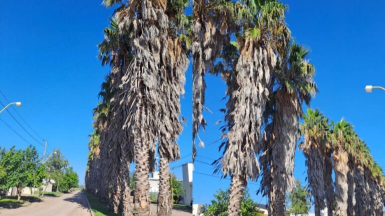 Vecinos del barrio Palmares y Altos del Prado denuncian nulo mantenimiento de las palmeras