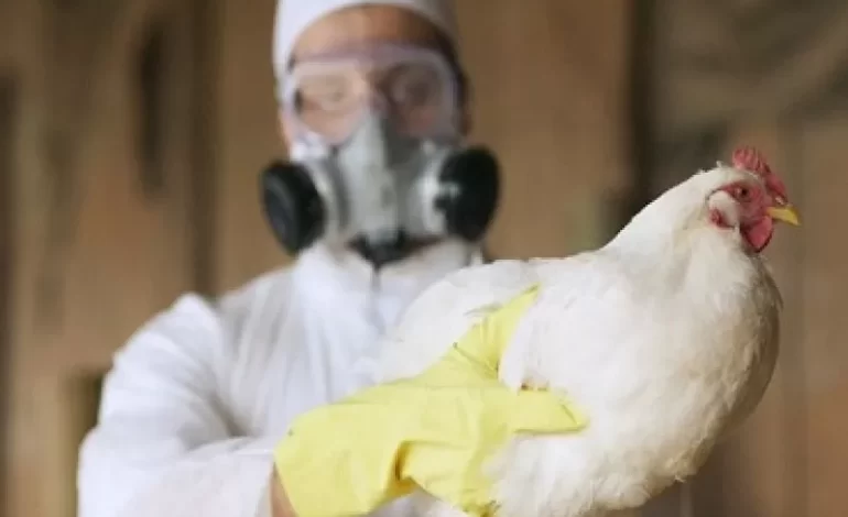Influenza aviar: refuerzan medidas de vigilancia epidemiológica preventivas