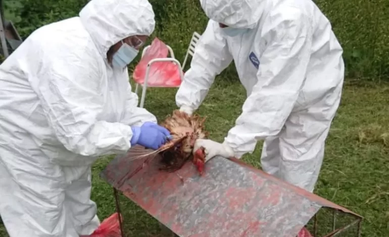  Gripe aviar: el Senasa estableció nuevas medidas ante la emergencia