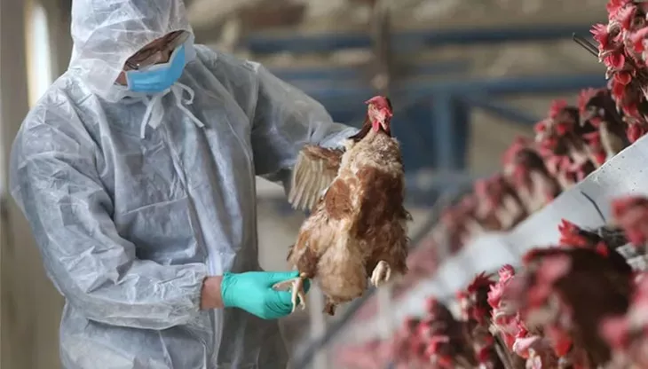  Gripe aviar: confirman otros tres casos positivos en la provincia de Córdoba