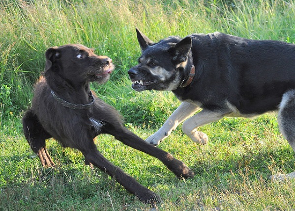 Madrugada violenta: un hombre mató a puñaladas al perro de su vecino