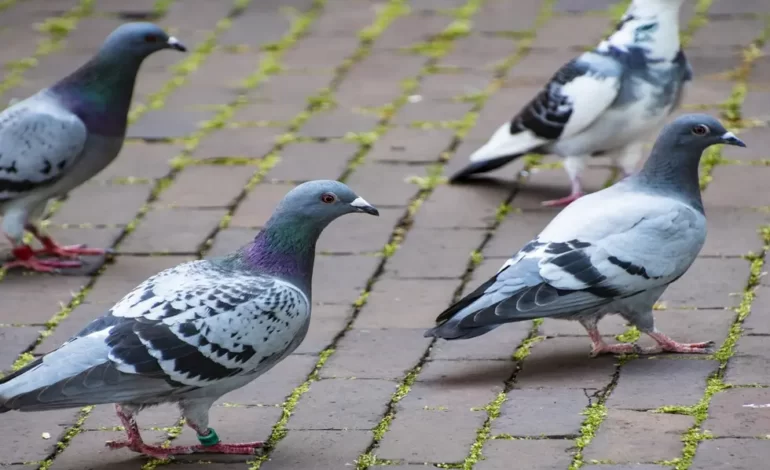  El problema de la sobrepoblación de palomas en el centro