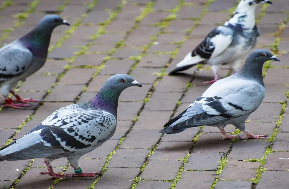 Palomas